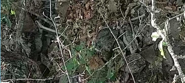 Son dakika: O iller için yılan uyarısı yapıldı Kalın kıyafet ve bot giyin...