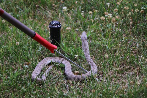 Son dakika: O iller için yılan uyarısı yapıldı Kalın kıyafet ve bot giyin...