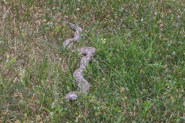 Son dakika: O iller için yılan uyarısı yapıldı Kalın kıyafet ve bot giyin...