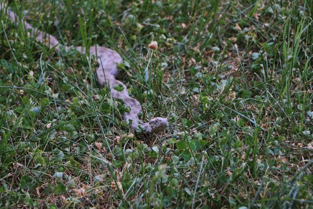 Son dakika: O iller için yılan uyarısı yapıldı Kalın kıyafet ve bot giyin...