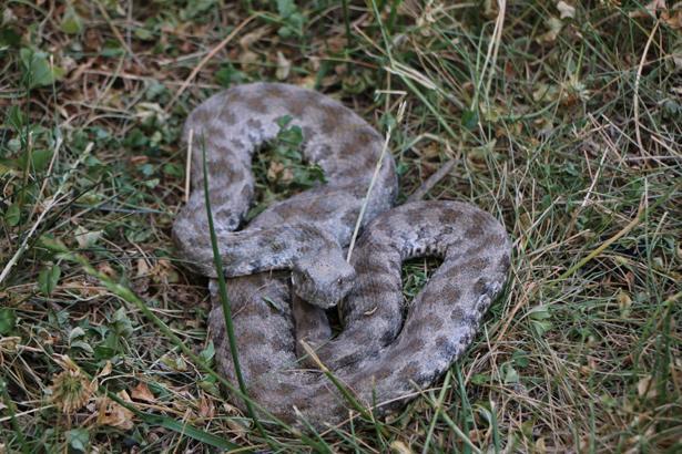 Son dakika: O iller için yılan uyarısı yapıldı Kalın kıyafet ve bot giyin...