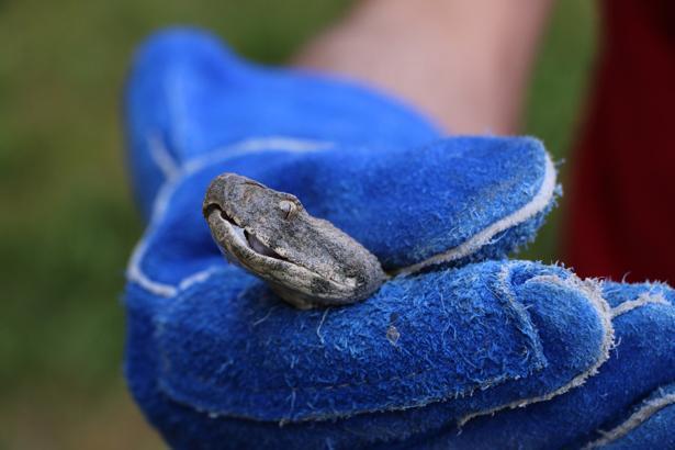 YAZ GELDİ, KORKU BAŞLADI