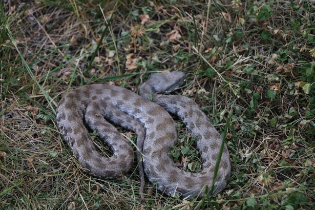 DOKUNMADIKÇA ZARAR VERMEZLER
