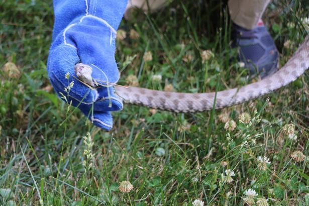 Son dakika: O iller için yılan uyarısı yapıldı Kalın kıyafet ve bot giyin...