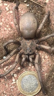TARANTULA NEDİR