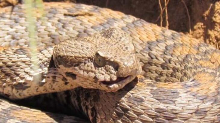 ‘SOKAN CANLININ FOTOĞRAFI ÇEKİLMELİ’