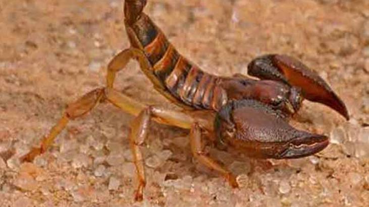 Denizlide yılan ve akrep paniği Onlarca kişi hastaneye koştu