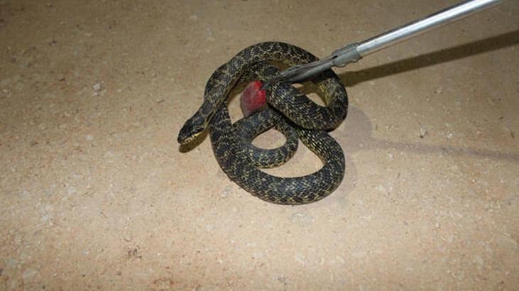 Denizlide yılan ve akrep paniği Onlarca kişi hastaneye koştu