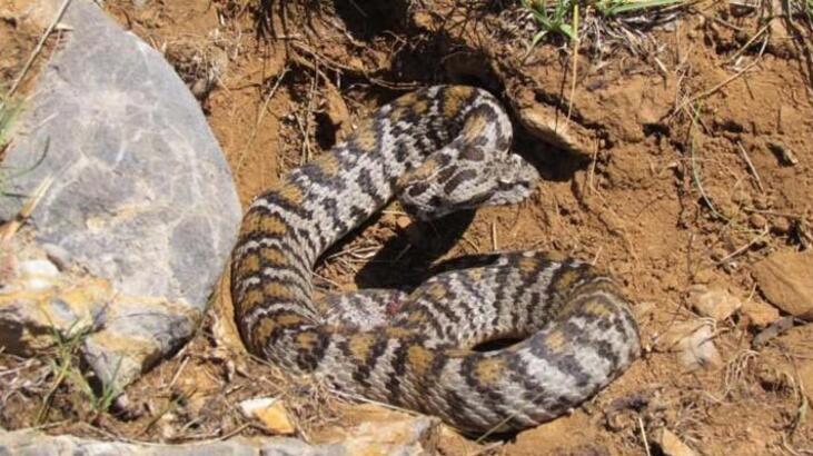 Denizlide yılan ve akrep paniği Onlarca kişi hastaneye koştu