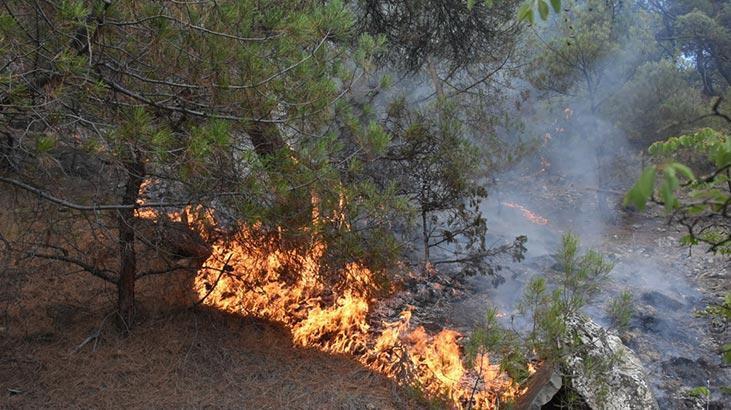 Sinop'ta iki ilçede korkutan orman yangini