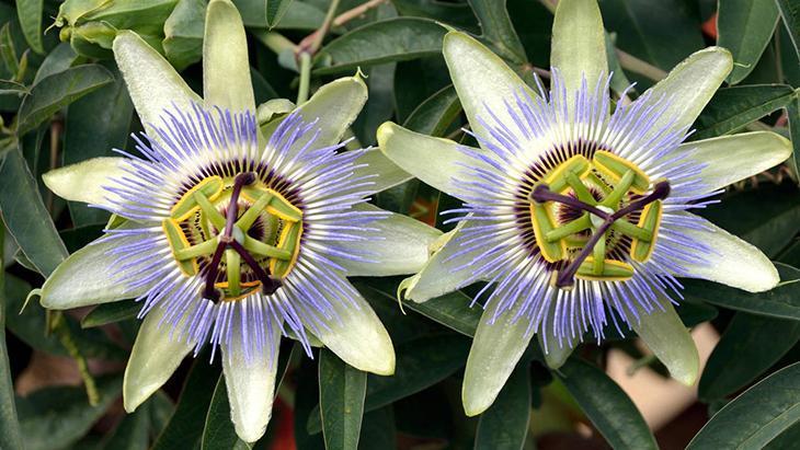 3-Passiflora 3-Passiflora