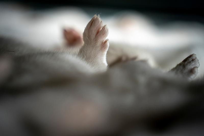 Son Dakika: Hepsini öldürüyorlar Dünya dehşete düştü... Son Dakika: Hepsini öldürüyorlar Dünya dehşete düştü...