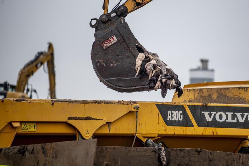 Son Dakika: Hepsini öldürüyorlar Dünya dehşete düştü... Son Dakika: Hepsini öldürüyorlar Dünya dehşete düştü...