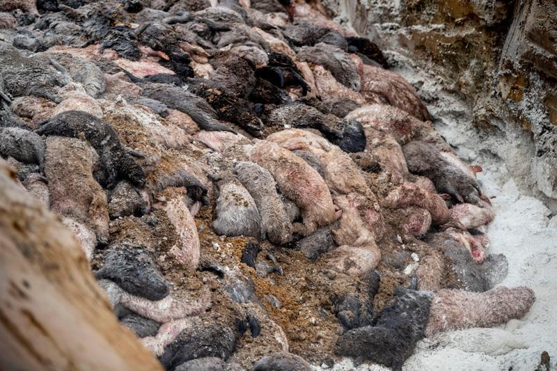Son Dakika: Hepsini öldürüyorlar Dünya dehşete düştü... Son Dakika: Hepsini öldürüyorlar Dünya dehşete düştü...