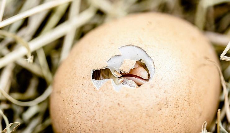 Rüyada Tavuk Yumurtası Görmek Nedir? Büyük Kırık Tavuk Yumurtası Görmek