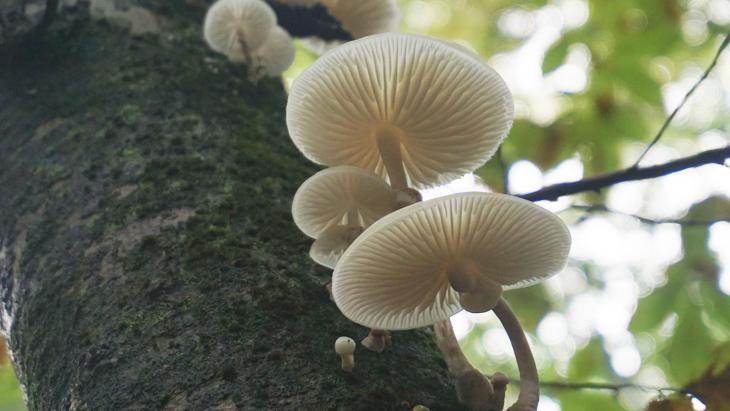Zehirli mantarı ayırt etmenin yolu var mı Türkiyenin önde gelen uzmanı açıkladı...
