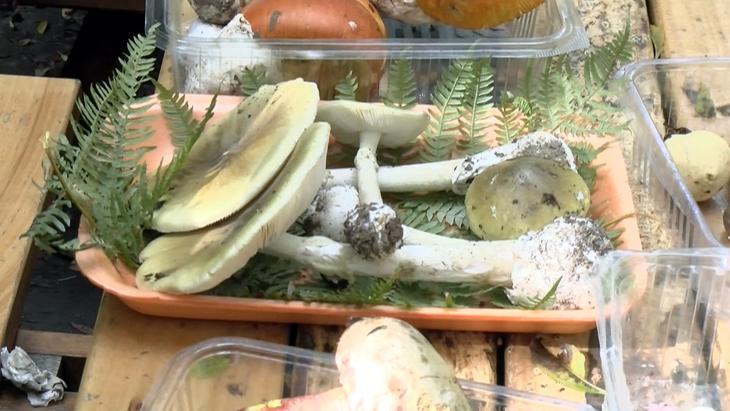 Zehirli mantarı ayırt etmenin yolu var mı Türkiyenin önde gelen uzmanı açıkladı...