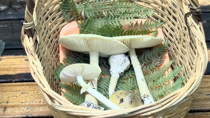 Yenilebilen mantarları anlamak münkün mü