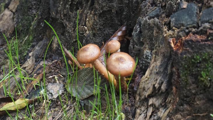 Öldürücü oldukları bilimsel olarak kanıtlandı