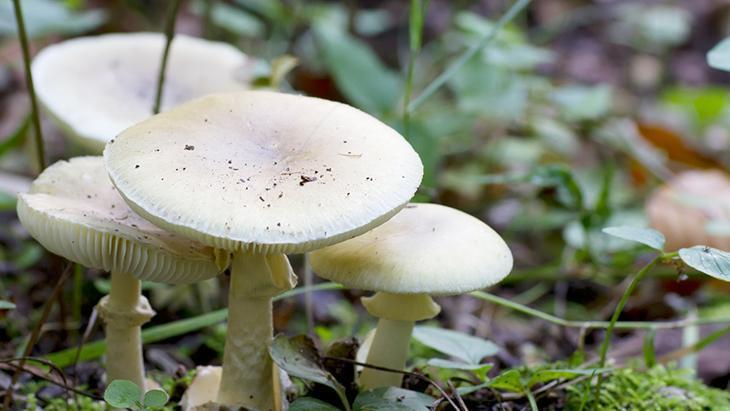 Zehirli mantarı ayırt etmenin yolu var mı Türkiyenin önde gelen uzmanı açıkladı...