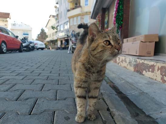 Son dakika... 21 Aralık uyarısı Kediler kaybolmaya başladı Son dakika... 21 Aralık uyarısı Kediler kaybolmaya başladı