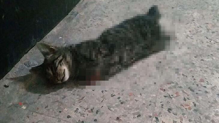 Son dakika... 21 Aralık uyarısı Kediler kaybolmaya başladı Son dakika... 21 Aralık uyarısı Kediler kaybolmaya başladı