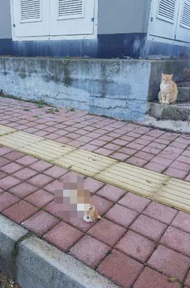 Son dakika... 21 Aralık uyarısı Kediler kaybolmaya başladı Son dakika... 21 Aralık uyarısı Kediler kaybolmaya başladı
