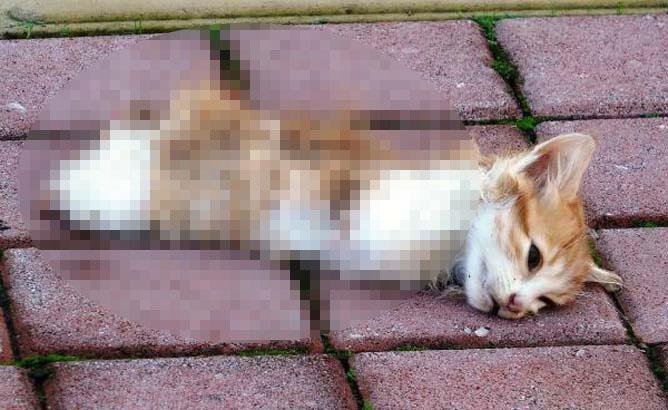 ‘KEDİNİN KESİK AYAKLARININ BULUNMAMASI BÜYÜYÜ DÜŞÜNDÜRÜYOR’ ‘KEDİNİN KESİK AYAKLARININ BULUNMAMASI BÜYÜYÜ DÜŞÜNDÜRÜYOR’
