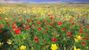 CEMRE NE ZAMAN DÜŞECEK, CEMRE DÜŞTÜ MÜ