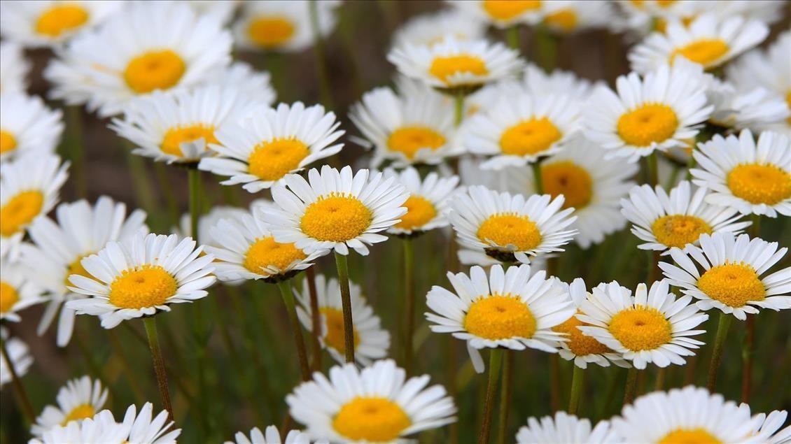 CEMRE NEDİR, CEMRE DÜŞMESİ NE DEMEK