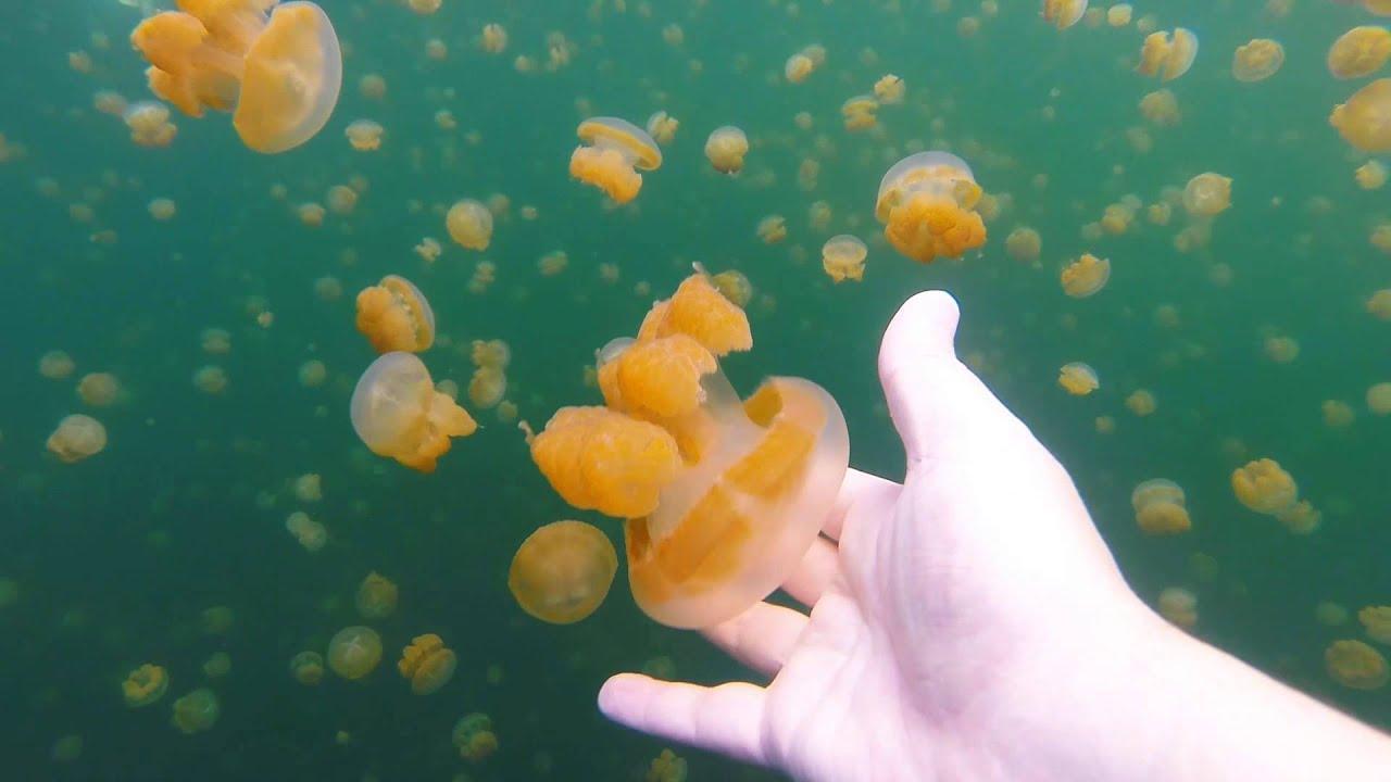 İlginç Bir Yüzme Deneyimine Hazırlanın: Denizanası Gölü