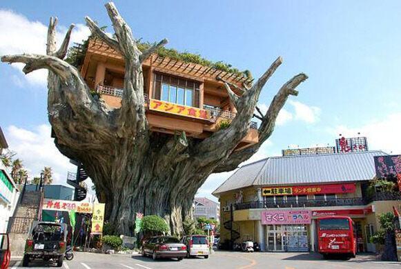 Masalsı Bir Restoran: Okinawa Ağaç Restoranı