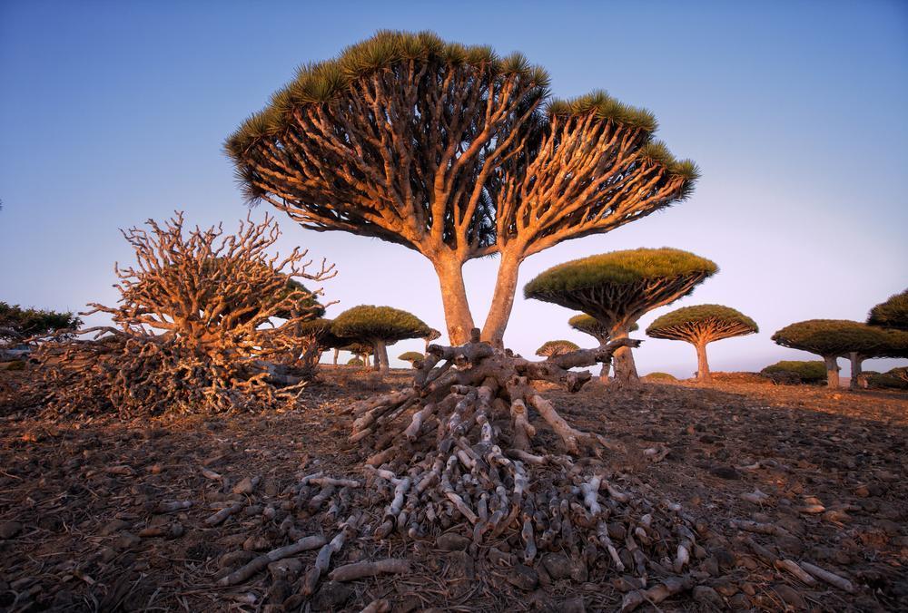 İlginç Görünümlü Ve Şifalı: Sokotra Ejder Ağacı