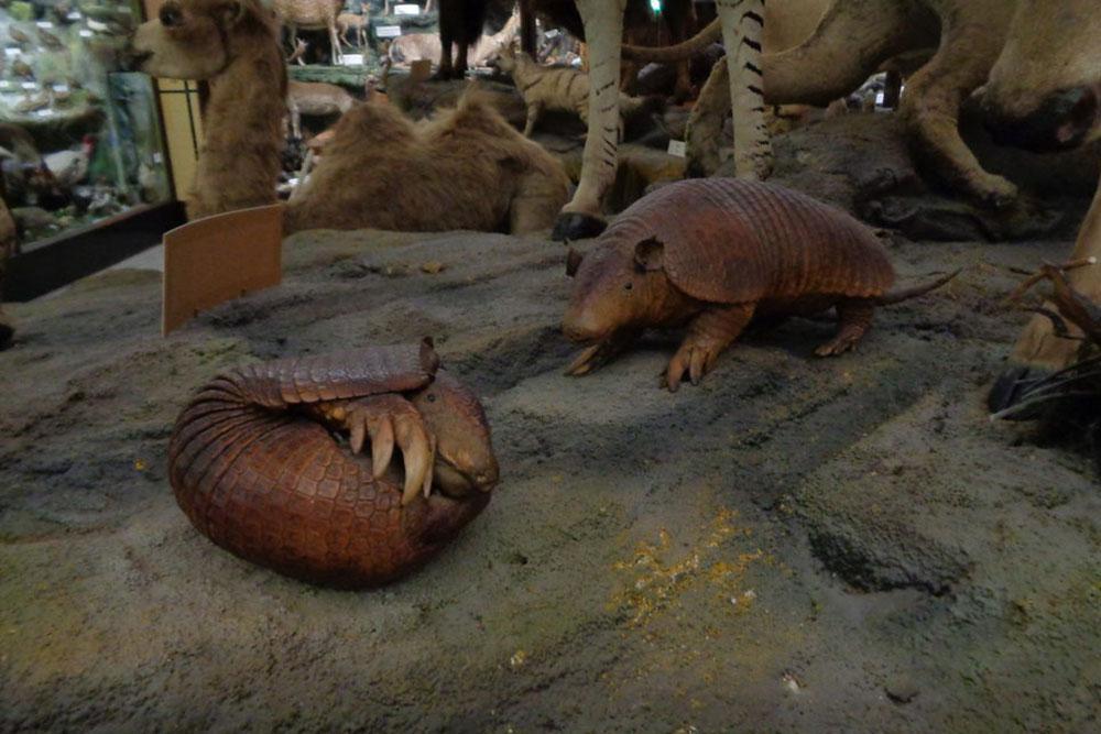 Hollandanın En İlginç Müzesi: Mission Museum
