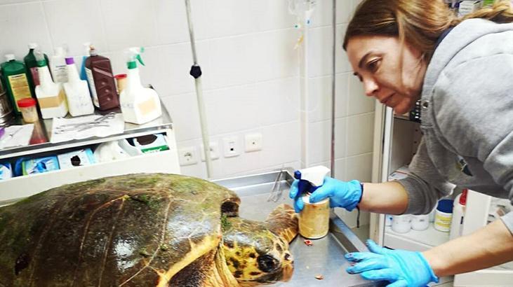 Ateşli silahla vurulan caretta caretta için zamanla yarıştılar
