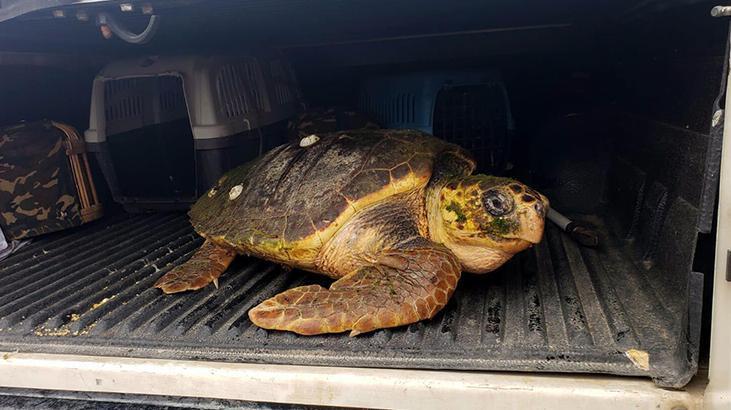 Ateşli silahla vurulan caretta caretta için zamanla yarıştılar