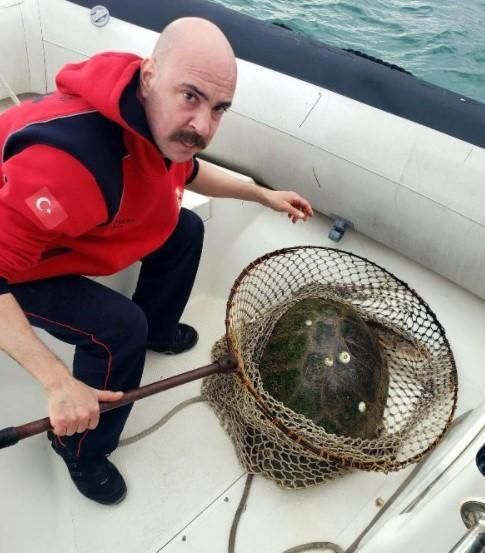 Ateşli silahla vurulan caretta caretta için zamanla yarıştılar