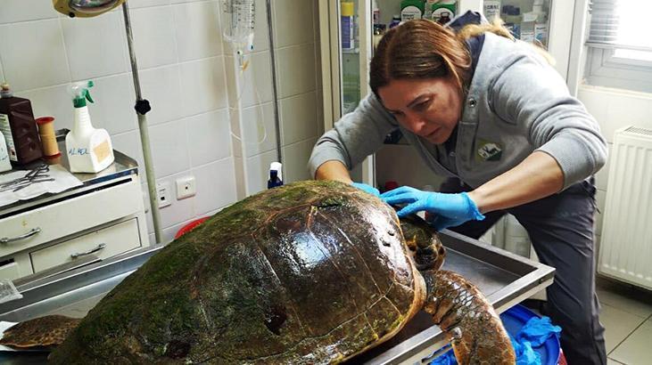 Ateşli silahla vurulan caretta caretta için zamanla yarıştılar
