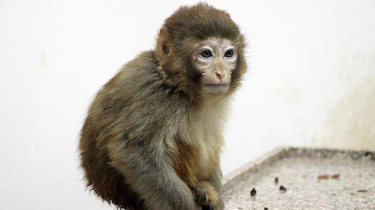 Gürbulakta ele geçirilen 12 maymun Gaziantep Hayvanat Bahçesinde