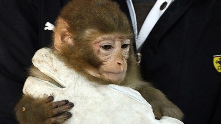 Gürbulakta ele geçirilen 12 maymun Gaziantep Hayvanat Bahçesinde