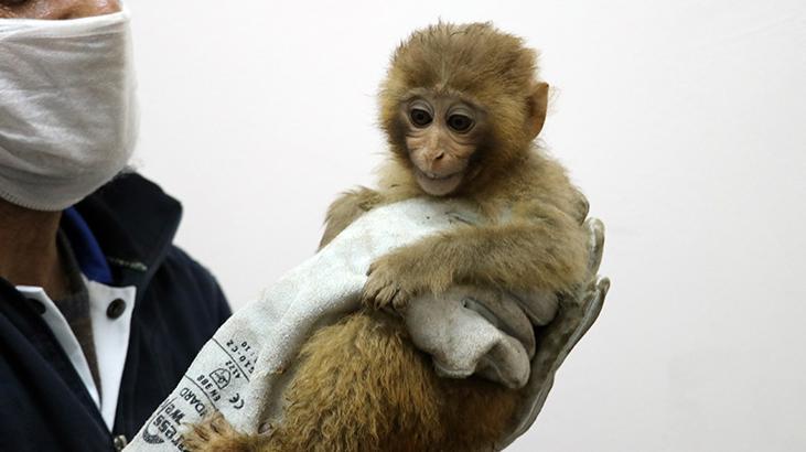 Gürbulakta ele geçirilen 12 maymun Gaziantep Hayvanat Bahçesinde