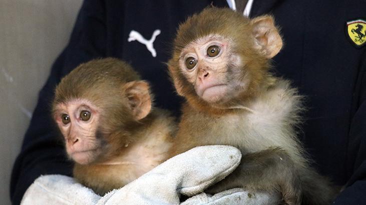Gürbulakta ele geçirilen 12 maymun Gaziantep Hayvanat Bahçesinde