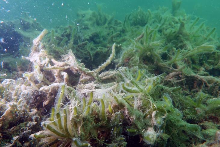 Son dakika haberi: Müsilaj kabusu devam ediyor İncelemeler dehşete düşürdü Son dakika haberi: Müsilaj kabusu devam ediyor İncelemeler dehşete düşürdü