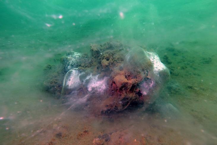 BALIKLAR TERK EDİYOR BALIKLAR TERK EDİYOR