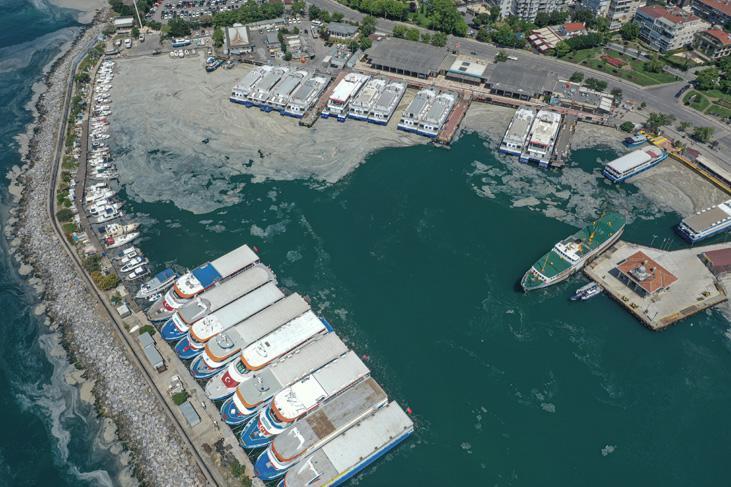 Son dakika haberi: Müsilaj kabusu devam ediyor İncelemeler dehşete düşürdü Son dakika haberi: Müsilaj kabusu devam ediyor İncelemeler dehşete düşürdü