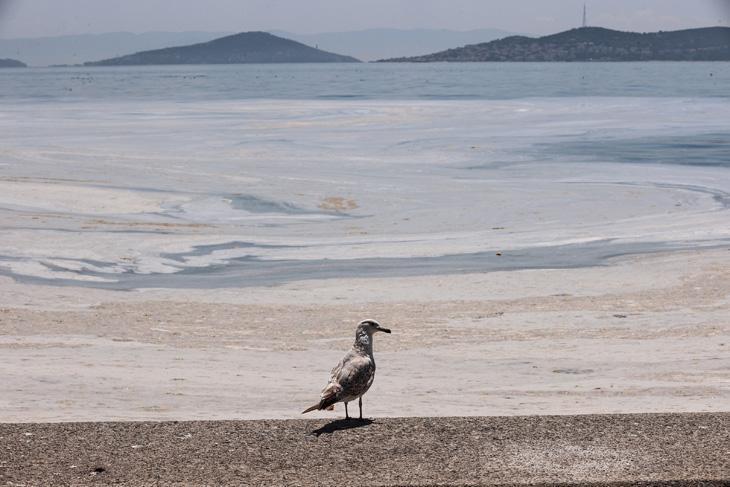 Son dakika haberi: Müsilaj kabusu devam ediyor İncelemeler dehşete düşürdü Son dakika haberi: Müsilaj kabusu devam ediyor İncelemeler dehşete düşürdü