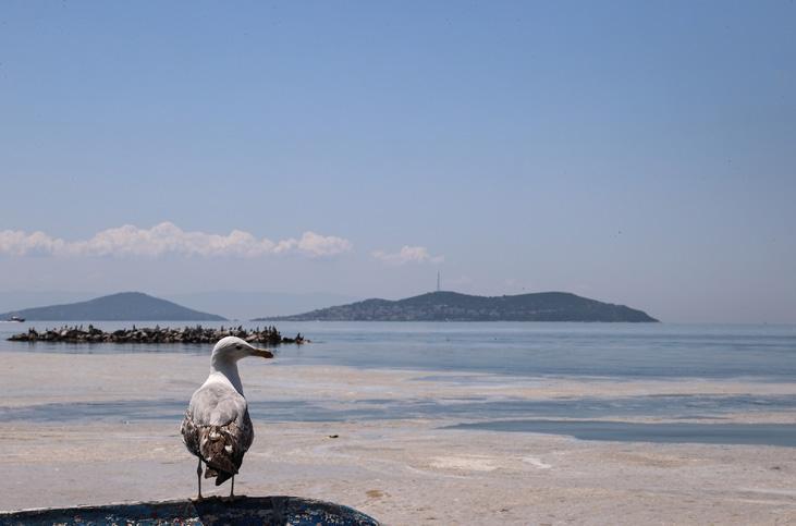Son dakika haberi: Müsilaj kabusu devam ediyor İncelemeler dehşete düşürdü Son dakika haberi: Müsilaj kabusu devam ediyor İncelemeler dehşete düşürdü