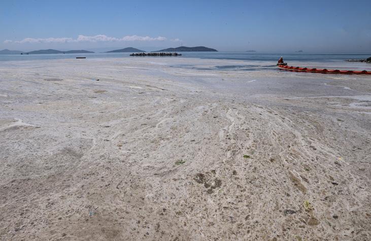 Son dakika haberi: Müsilaj kabusu devam ediyor İncelemeler dehşete düşürdü Son dakika haberi: Müsilaj kabusu devam ediyor İncelemeler dehşete düşürdü