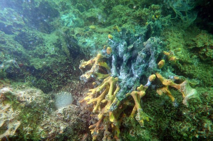 Son dakika haberi: Müsilaj kabusu devam ediyor İncelemeler dehşete düşürdü Son dakika haberi: Müsilaj kabusu devam ediyor İncelemeler dehşete düşürdü