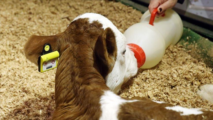 MAVİ DİL HASTALIĞI NEDİR